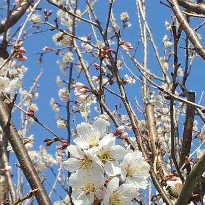 茨城から桜開花情報です！