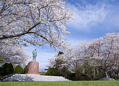 北の大地　さくら物語～春への想いを紡ぐ　塩狩峠・旭山・厚田の桜守の番組が放映