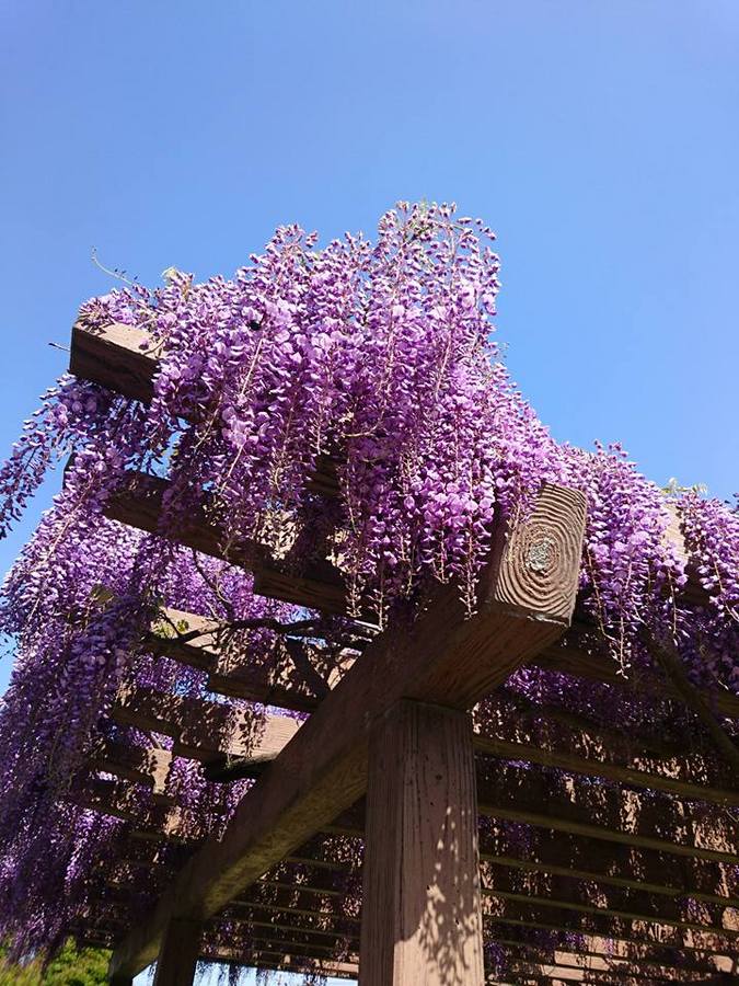 朝の散歩で、近所の公園で咲き誇る　藤の花に出会いました！